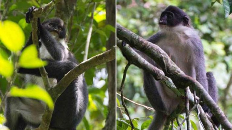 Monkey 'Extinct For Years' Found In Jungle | Scoop News