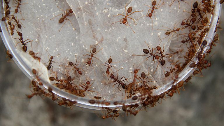 Kiss Of Death Marks Ants For Assassination | Science, Climate & Tech ...