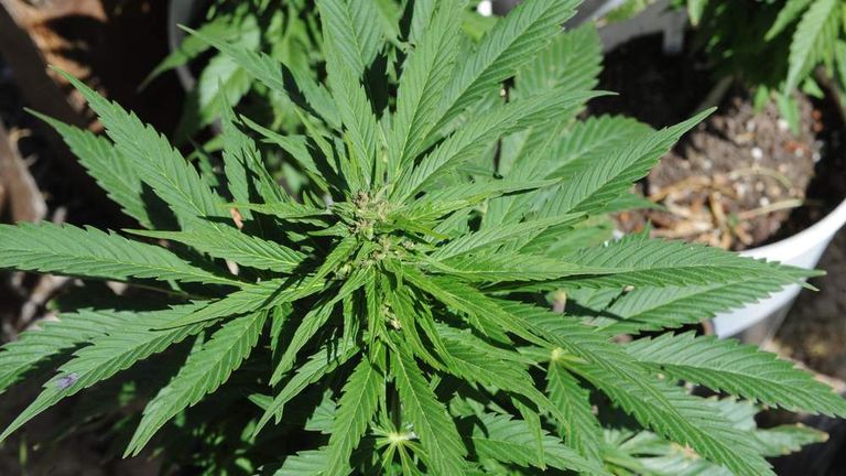 Cannabis