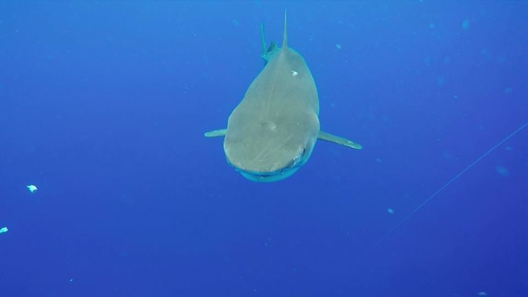 Even an apex predator like the Tiger Shark is threatened by pollution