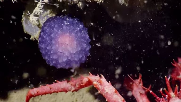 A red crab challenged the rover for the purple orb