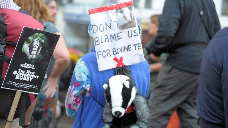 First Badger Cull Under Way Amid Protests | UK News | Sky News