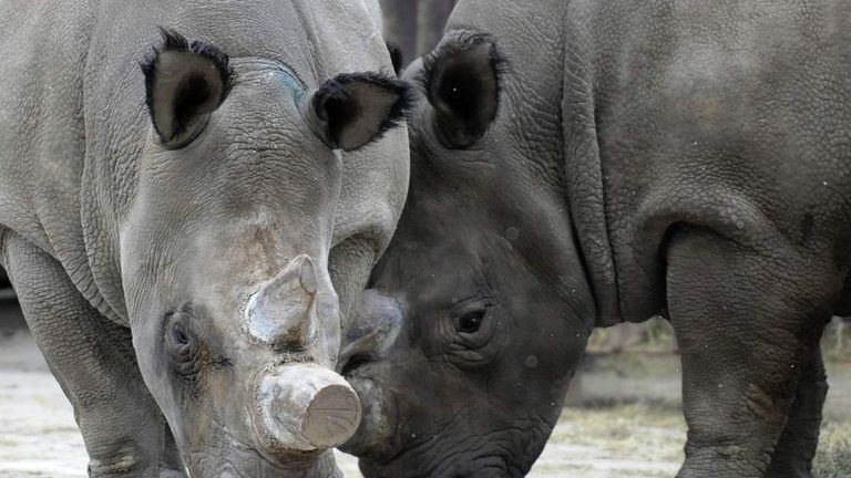 One Of Six Northern White Rhinos Dies In Zoo | World News | Sky News