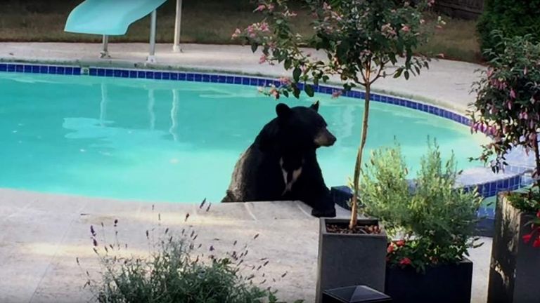 Black Bear Chills Out In Couple's Hot Tub | World News | Sky News