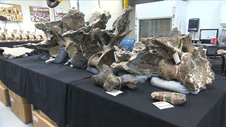 Briton Discovers New Species Of Dinosaur | World News | Sky News