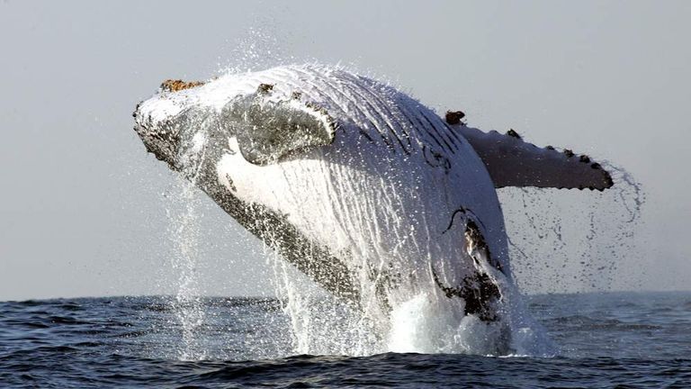 Humpback Whale Breaches Off Coast