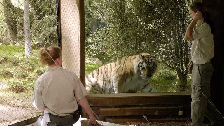 Living with a Tiger: Man Keeping A 400lb Killer In His Tiny New