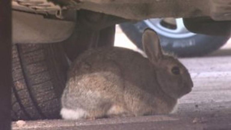 Bold Bunnies Attacking Cars At Denver Airport | US News | Sky News