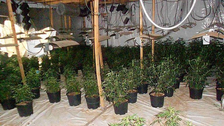 The cannabis plants found in the raid