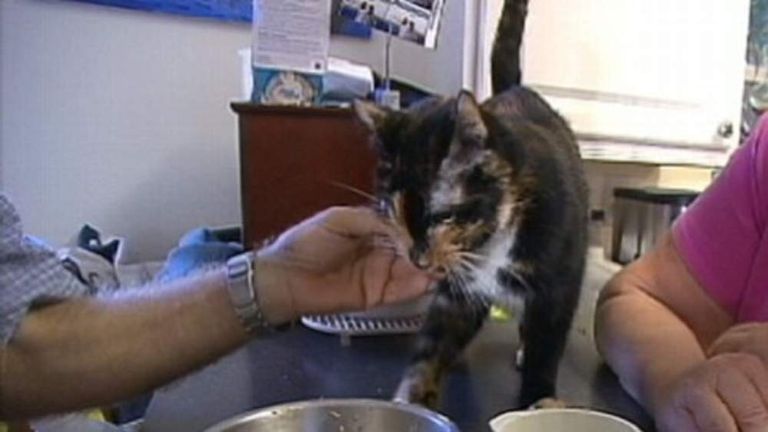 Holly the cat travels 190 miles home