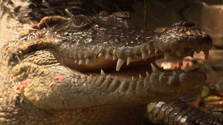 Thailand guard crocodiles