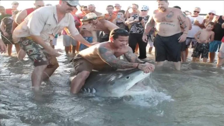Tiger Shark caught by rod from beach in Corpus Christi Texas