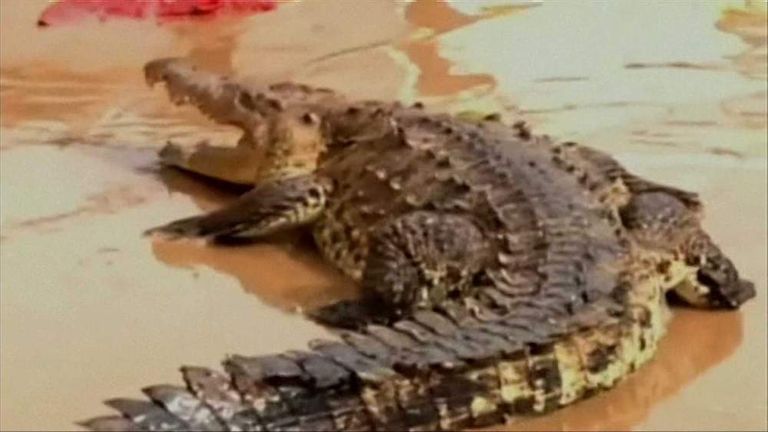 Dozens of escaped crocodiles lurking in floodwaters, Chinese city warns