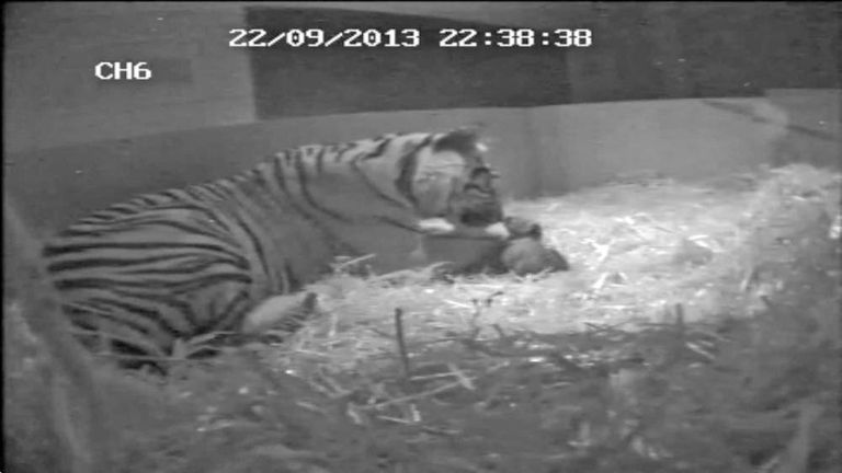 Sumatran tigers born at London Zoo