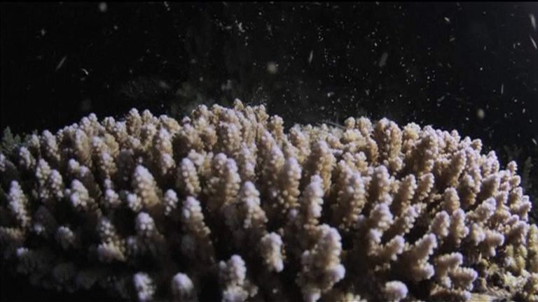 Great Barrier Reef Coral In Greatest Sex Show World News Sky News