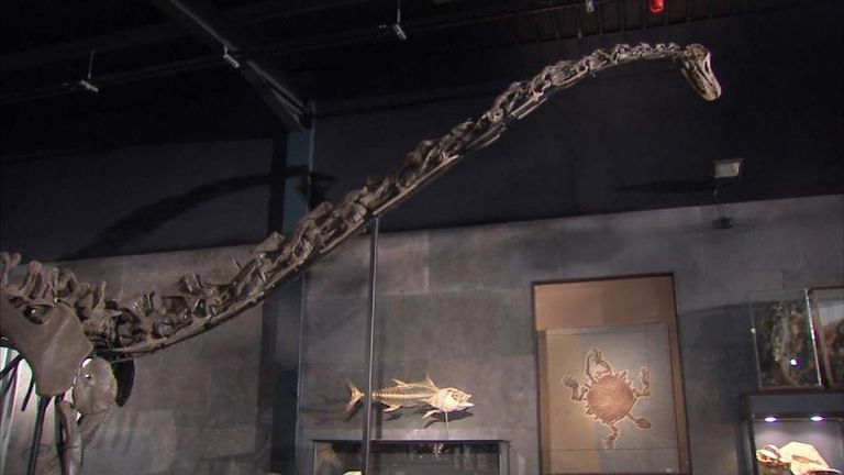 diplodocus bones