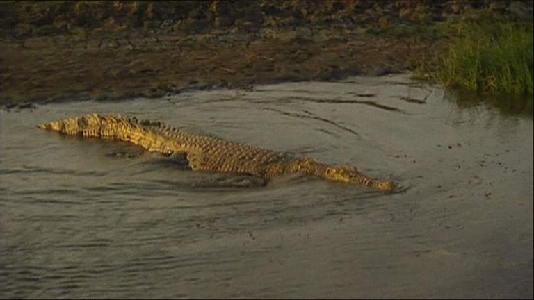 crocodile attack human video