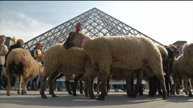 French farmers herd sheep into the Louvre in Paris to protest against reforms to agricultural policy.