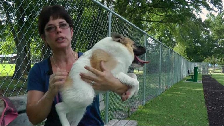 Pig the 'unusual' dog has become an internet sensation