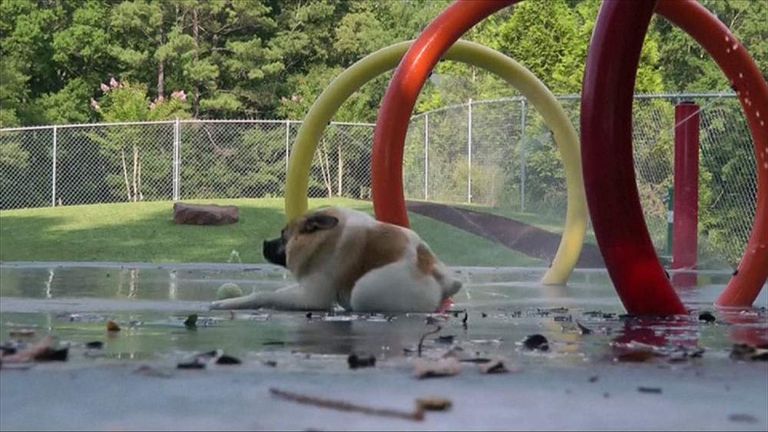 Pig the 'unusual' dog has become an internet sensation