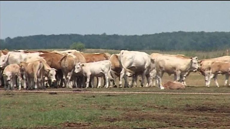 First Case Of Anthrax Since 2006 Found In Cow UK News Sky News   Cegrab 20140706 163817 678 1 3579879 