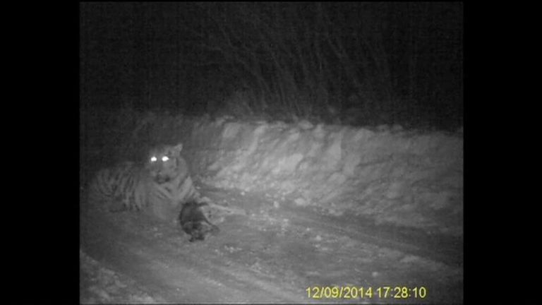 A Tiger Putin Released Into The Wild Filmed Eating A Dog
