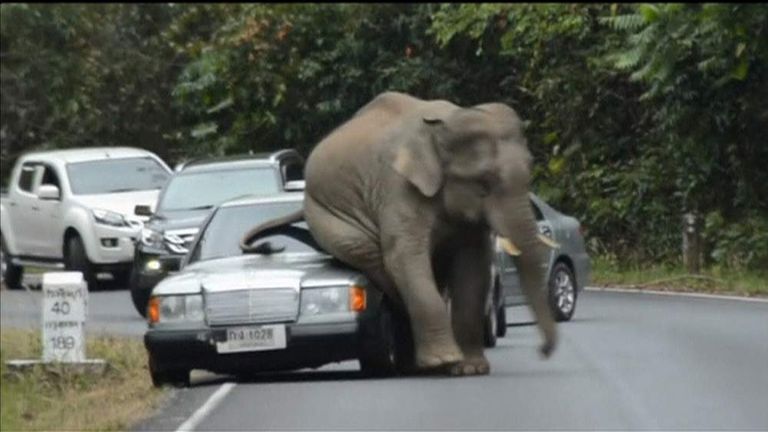 Elephant Damages Cars On Mating Season Rampage | World News | Sky News