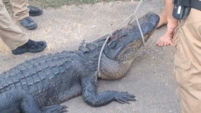 Swimmer's Remains Found Inside Dead Alligator | US News | Sky News