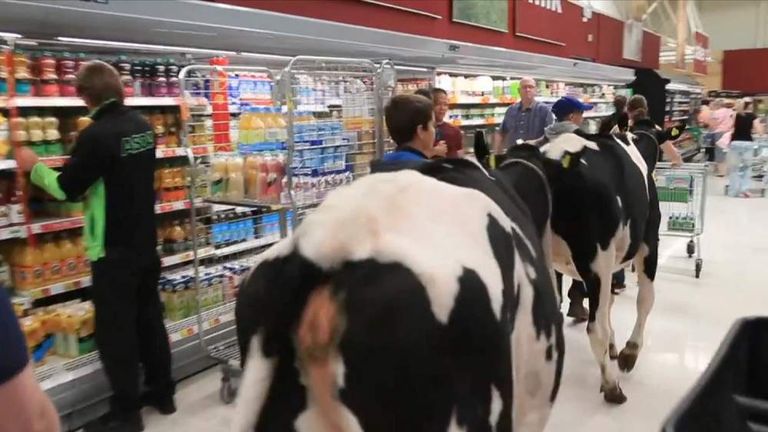 Cows In The Supermarket Aisles