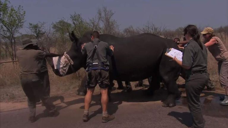 A rhino being helped in Kruger National Park.