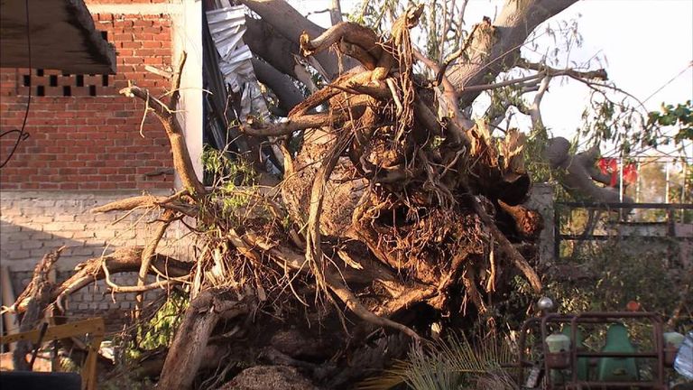uprooted tree in Mexico