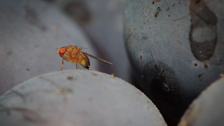 Tweaking the gene could kill off unwanted pests