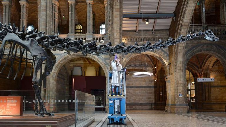 dippy natural history museum