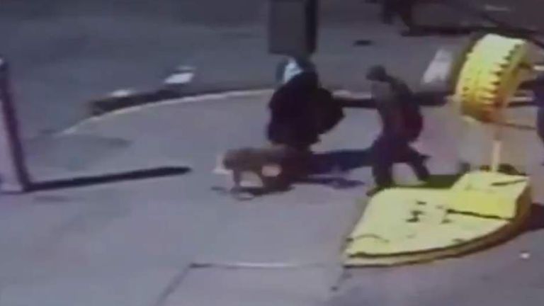 Bronx Dog Attack On Toddler Caught On Camera | US News | Sky News
