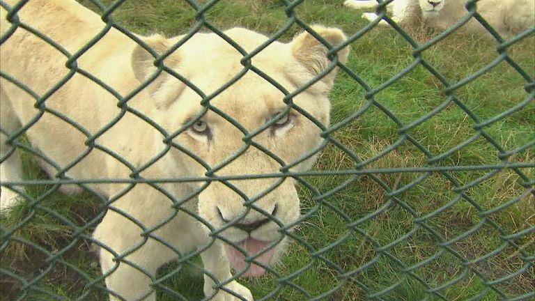 Lion escape Essex
