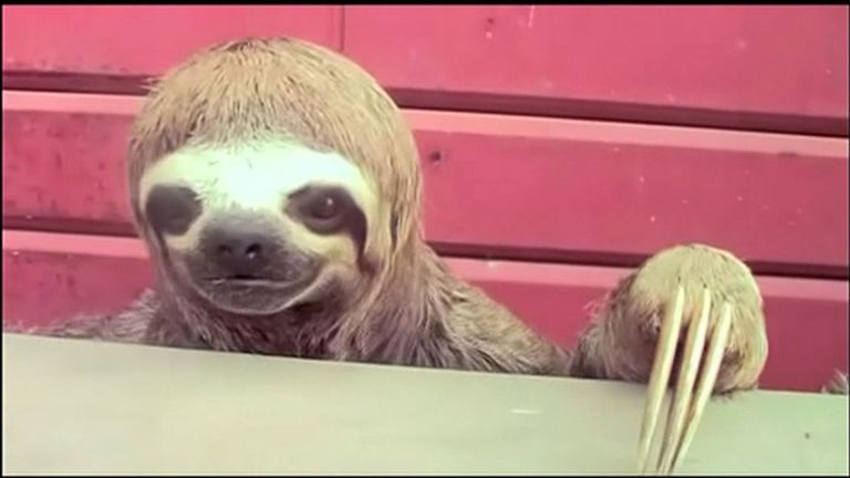 Sloth Wanders Into Peruvian Town Offbeat News Sky News