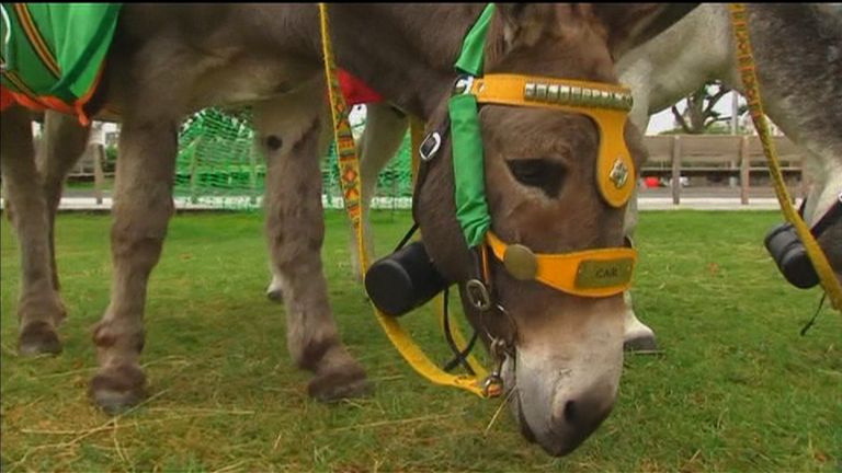 Donkey whisperer claims new technology can translate what the animals are saying