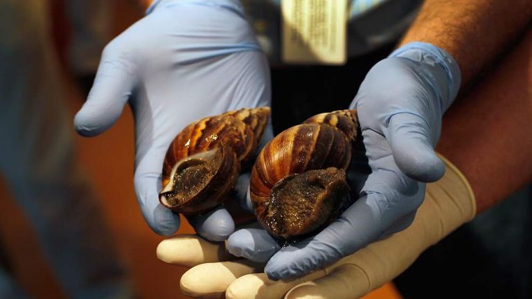 Florida's Department Of Agriculture Warns Of Arrival Of Giant African Land Snails In U.S.