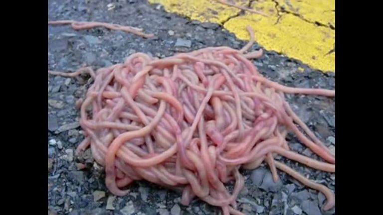 Worm Piles In Middle Of Road Baffle Experts, US News