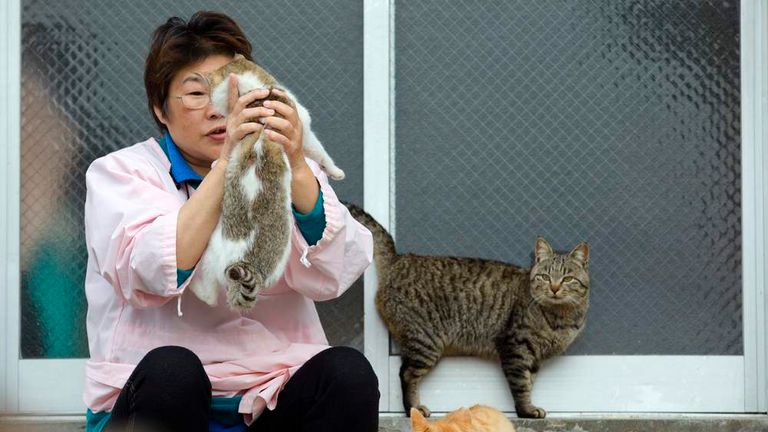 Aoshima, the Japanese island taken over by cats - Headlines, features,  photo and videos from , china, news, chinanews, ecns
