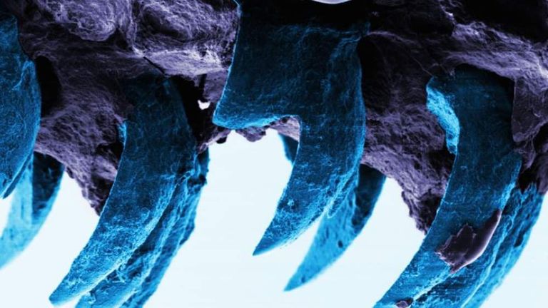 Limpet Teeth Image From University Of Portsmouth
