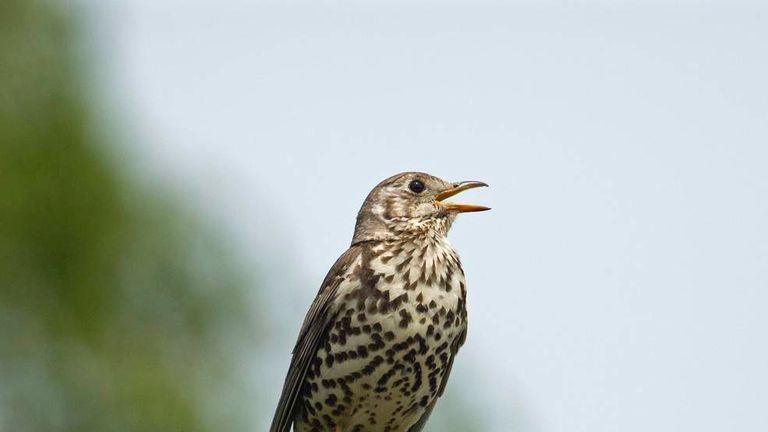 Mistle thrush singing on a fencepost