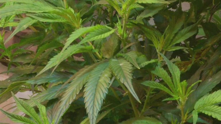 Marijuana plant