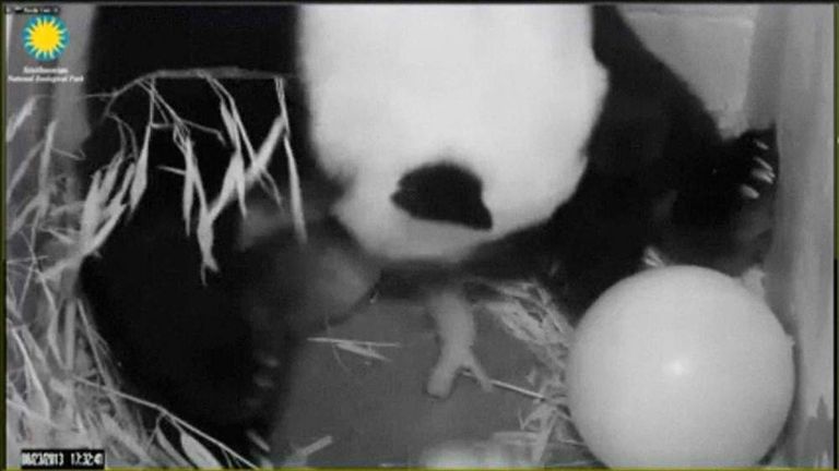 Giant Panda Gives Birth At US National Zoo | US News | Sky News