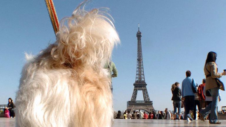 Paris Fights Dog Mess Problem With CCTV | World News | Sky News