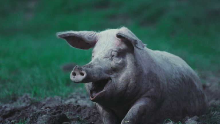 Homeland Creator Raff Joins Pig Shooting Row | UK News | Sky News