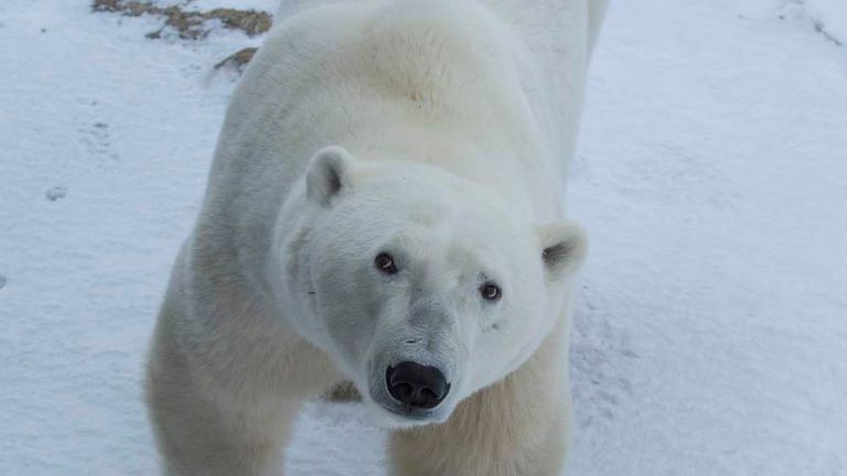 Google Takes Street View To Polar Bears' Home | World News | Sky News