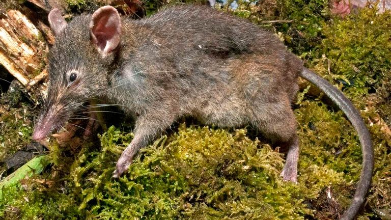 Jungle rat discount