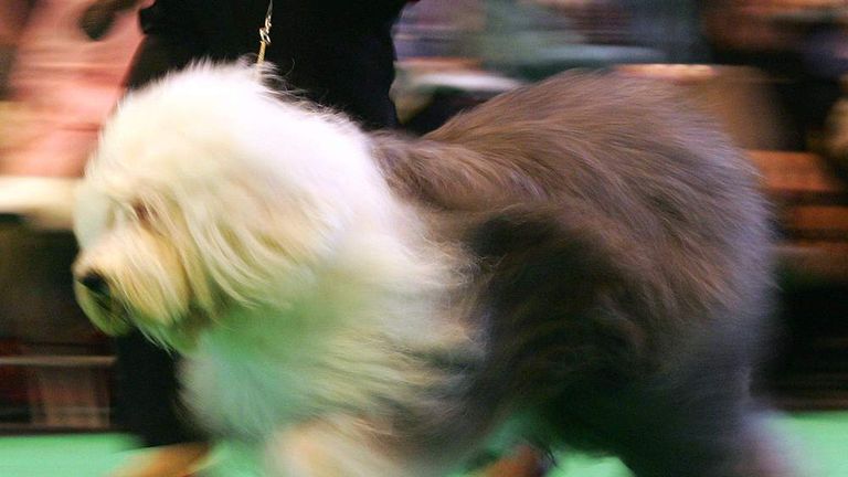 Old english sheepdog sales crufts