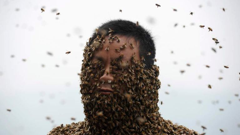 Man Covers Himself In 460000 Bees For Stunt World News Sky News 7882